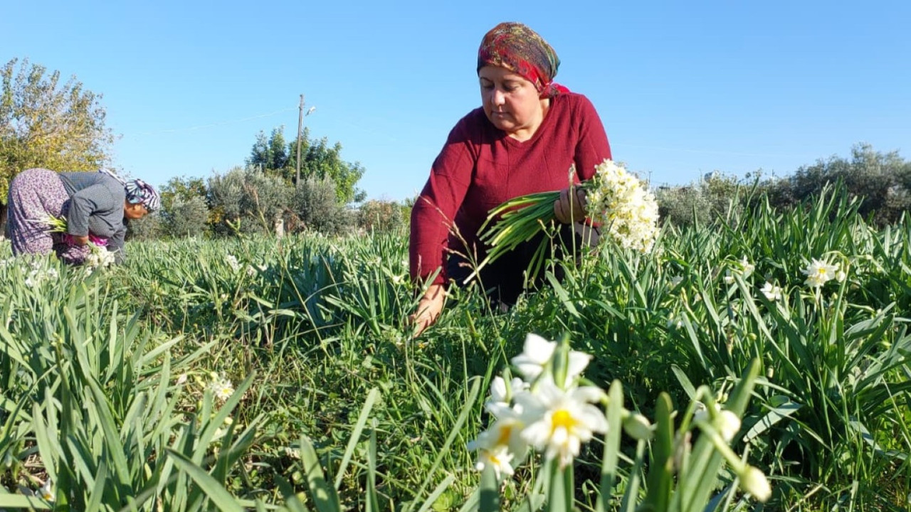 Soğuk havaya aldırmadı, erken açtı: 300 liradan alıcı buluyor