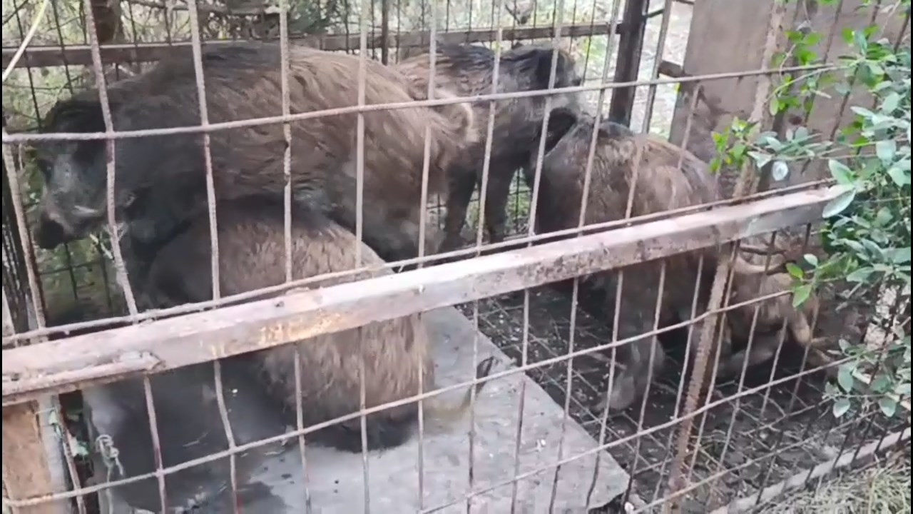 İstanbul'da bulundu: 'Kaçaklar' aranıyor