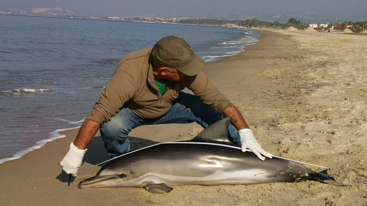 Kuşadası'nda yunus balığı karaya vurdu