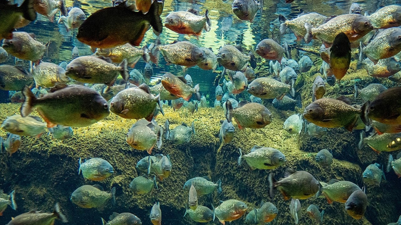 Piranalar, küçük kızı öldürdü