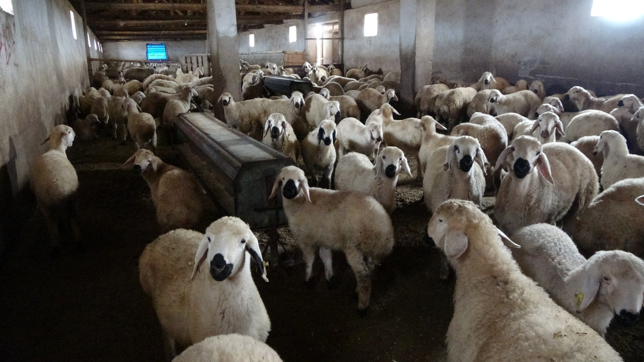 Babasıyla tartıştı, vadeli koyun aldı! 3 bin hayvanlı sürü sahibi oldu