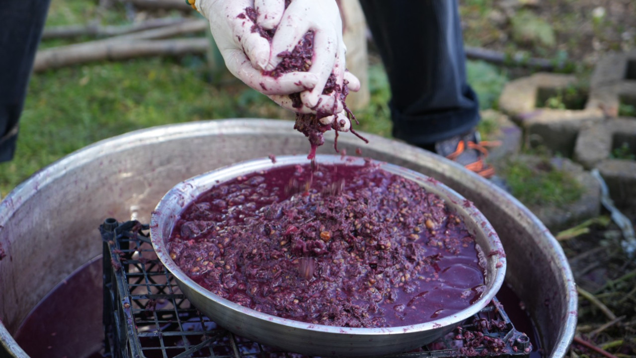 Karadeniz’de yetişiyor, kanser hastaları peşinde