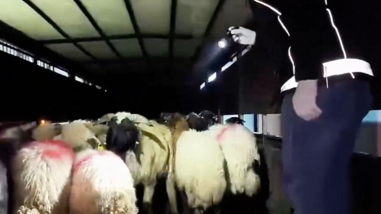 Zehir tacirlerinden akılalmaz plan: Hayvanların karın boşluğuna gizlemişler