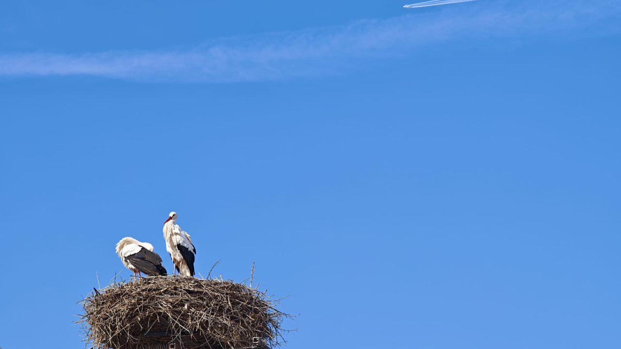 Leylekler hala göç etmedi