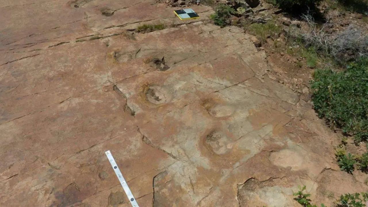 Topal dinozor: Bilim insanları 150 milyon yıllık ayak izleri buldu