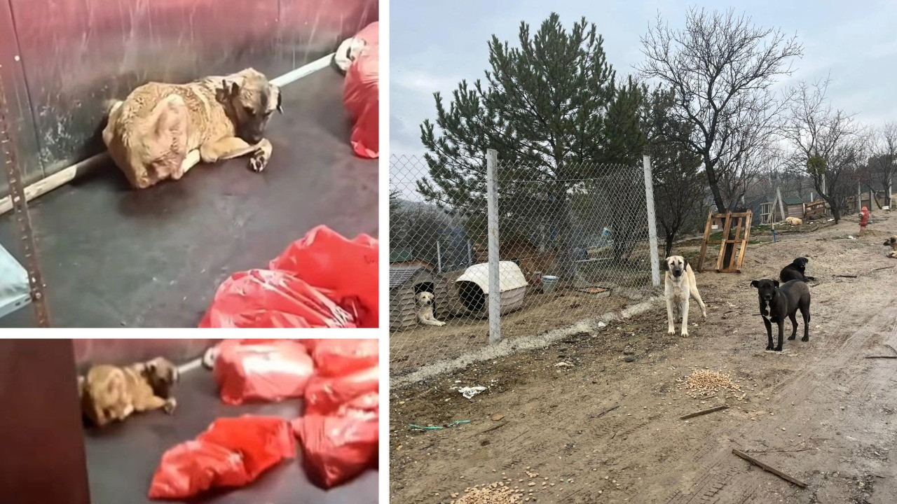 Barınakta köpek katliamı: Soruşturma başlatıldı