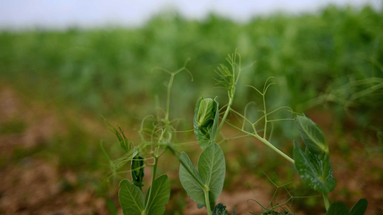 Fide üreticilerine rekabet soruşturması