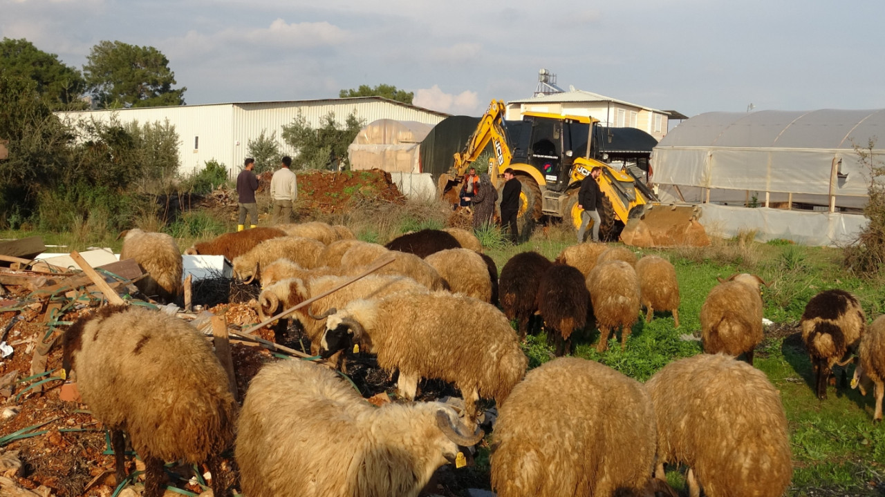 Kuyuya düşen koyunlar, çocuğun dikkati sayesinde bulundu