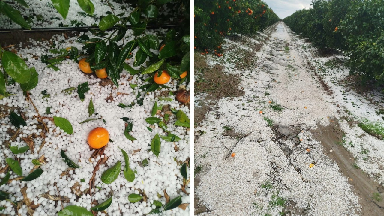 20 dakikalık dolu yağışı narenciye bahçelerini vurdu