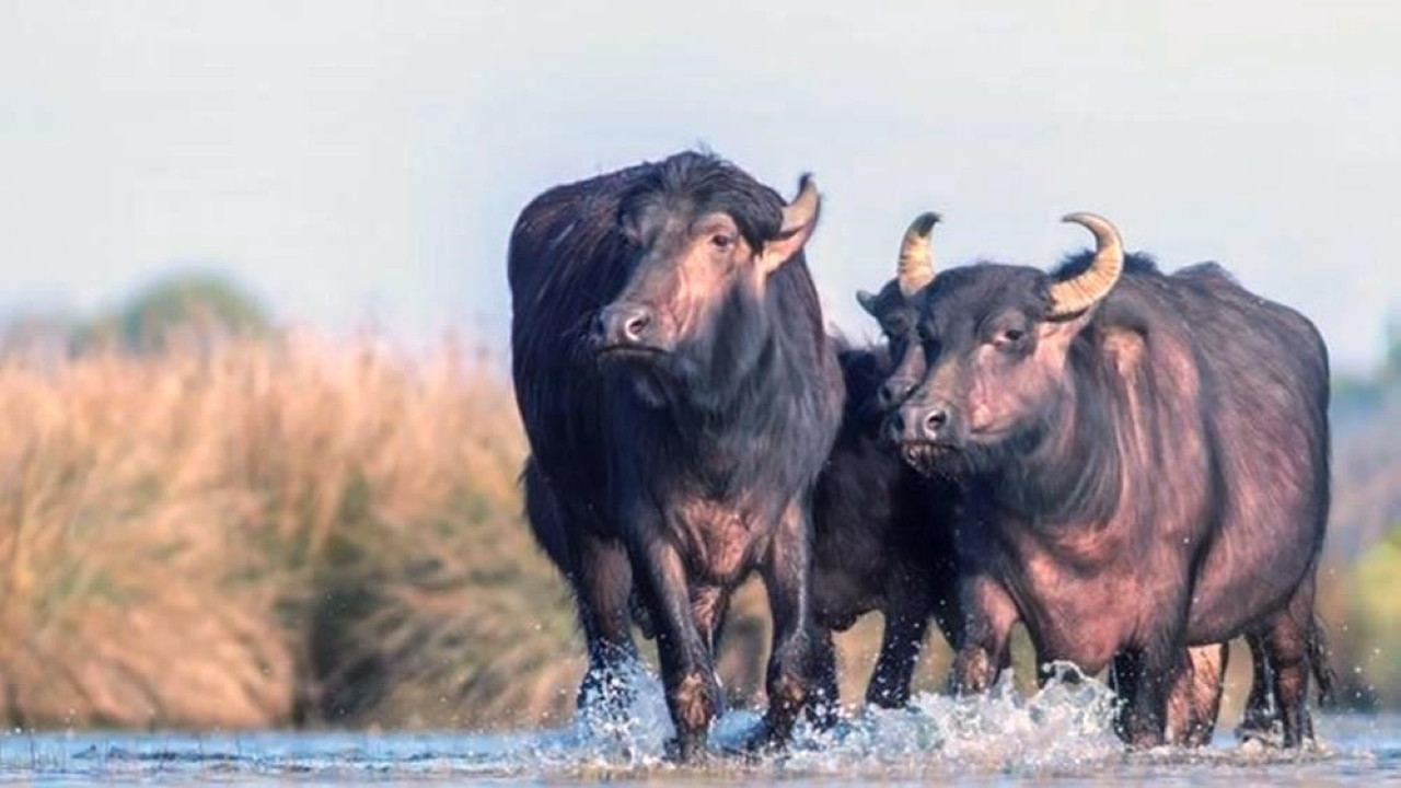 Türkiye’de mandacılık alarm veriyor