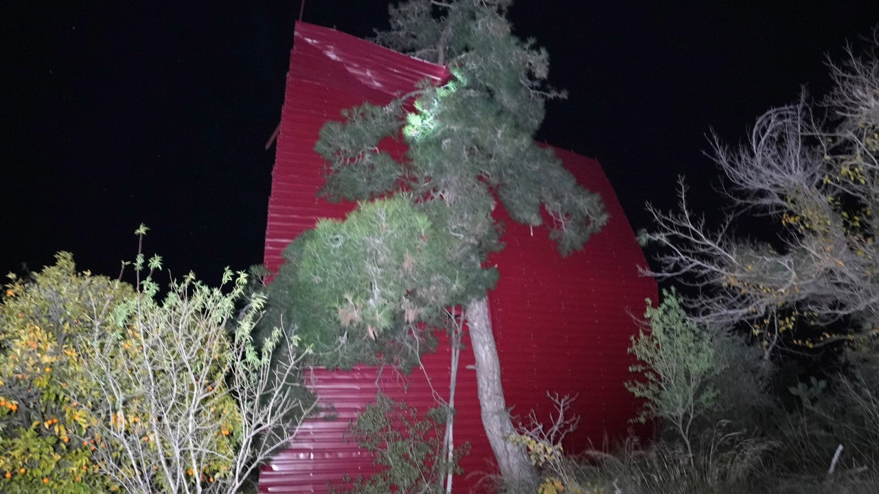 Asırlık meşe şiddetli rüzgara yenik düştü