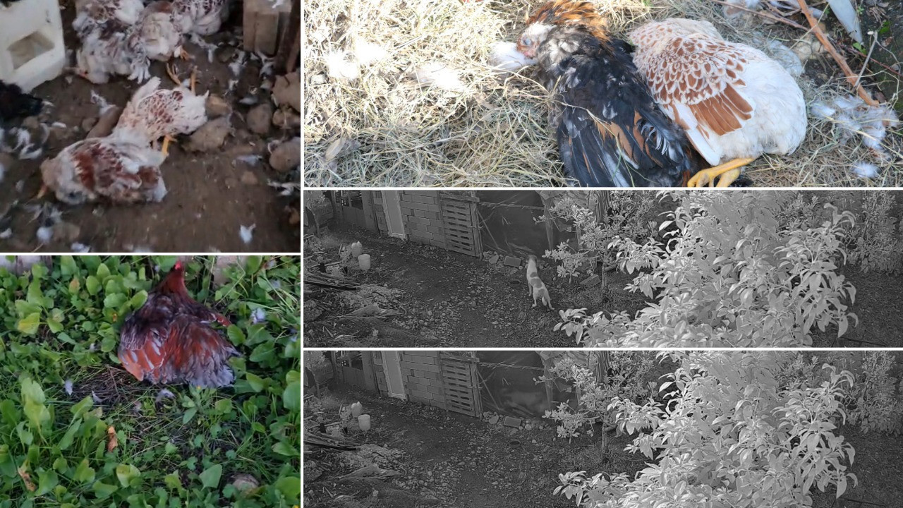 Kümese giren 6 köpek, 30 cins tavuğu öldürdü