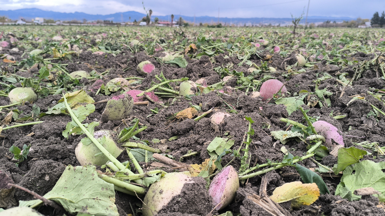 Masrafının üçte biri fiyat verildi, vazgeçti: Böyle giderse bizi toprağa gömerler