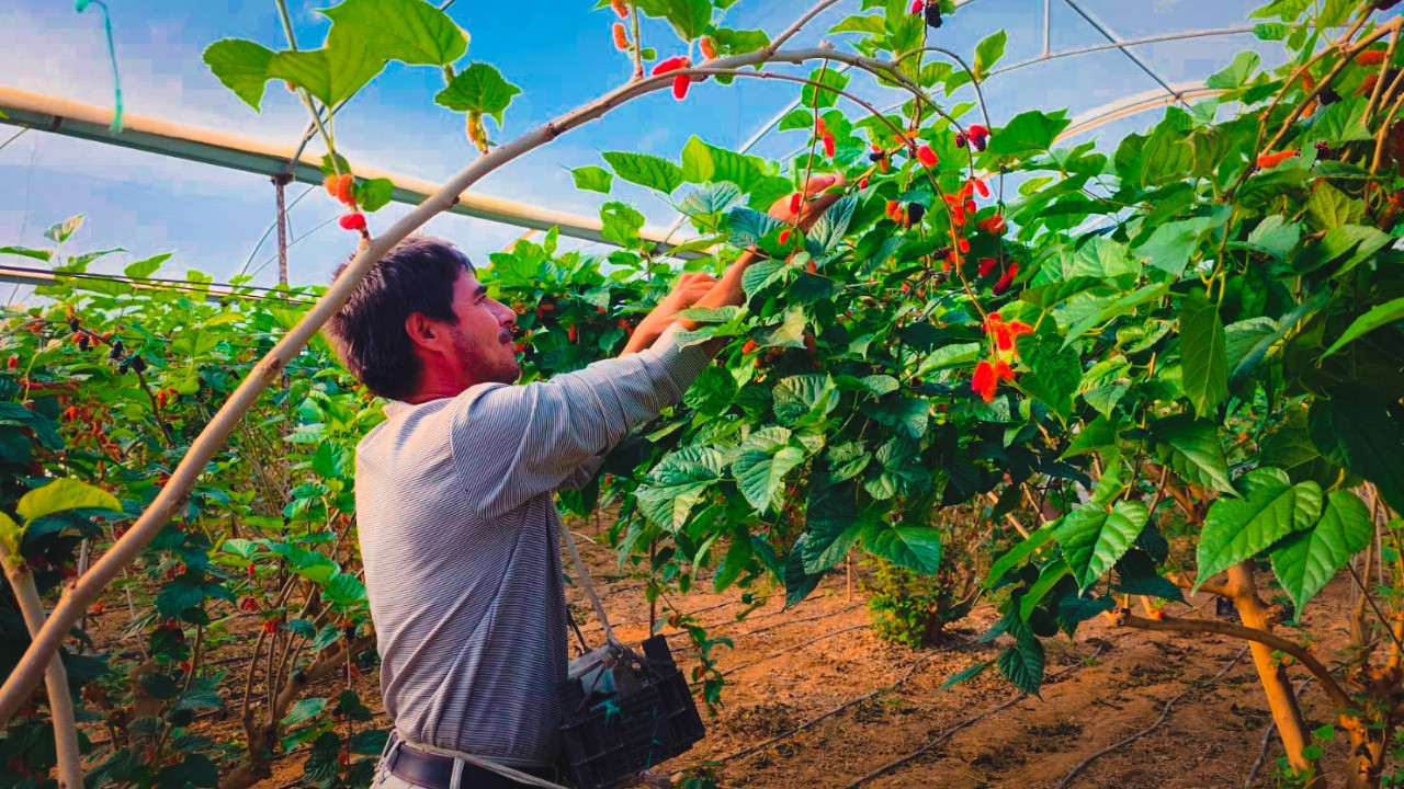 Hasat başladı: 180 TL'den 130 TL'ye düştü