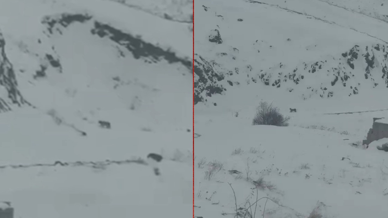 Aç kalan 3 vaşak köye indi