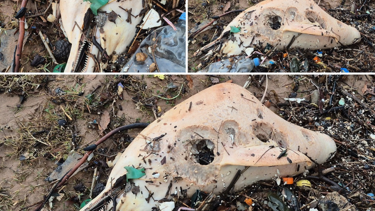 Dev dalgalar, ölü yunus balığının kalıntılarını sahile sürükledi