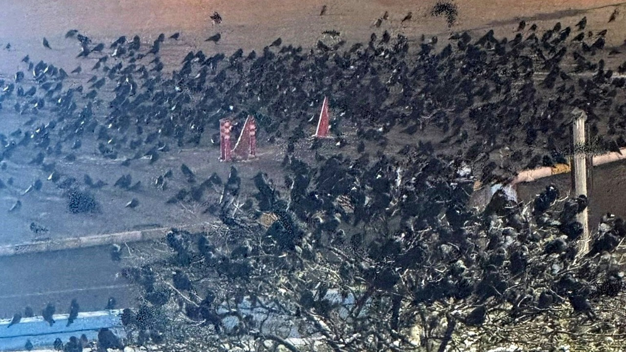 Geldikleri saatler bile belli: Binlerce karga kent merkezini sardı