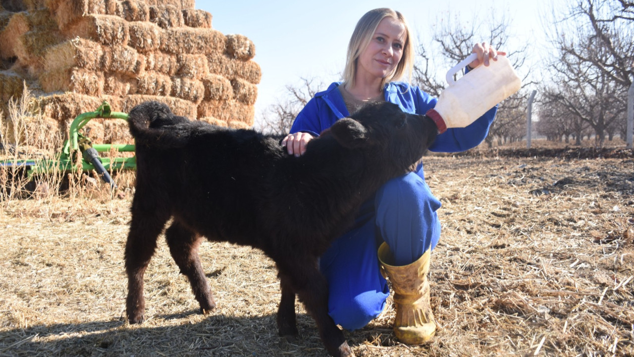 Gündüz sigortacı akşam besici