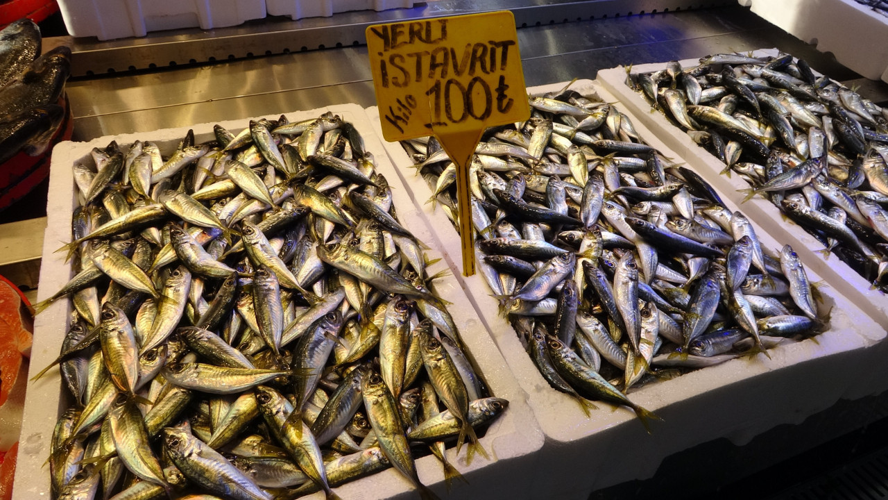 Gürcistan'a kaçan hamsinin tahtına istavrit oturdu