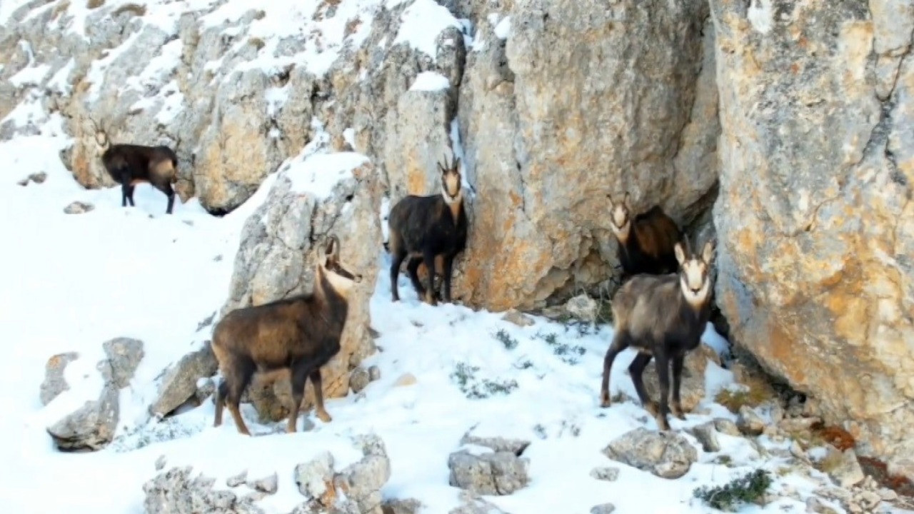 Karlı zirvedeki şamualardan görsel şölen