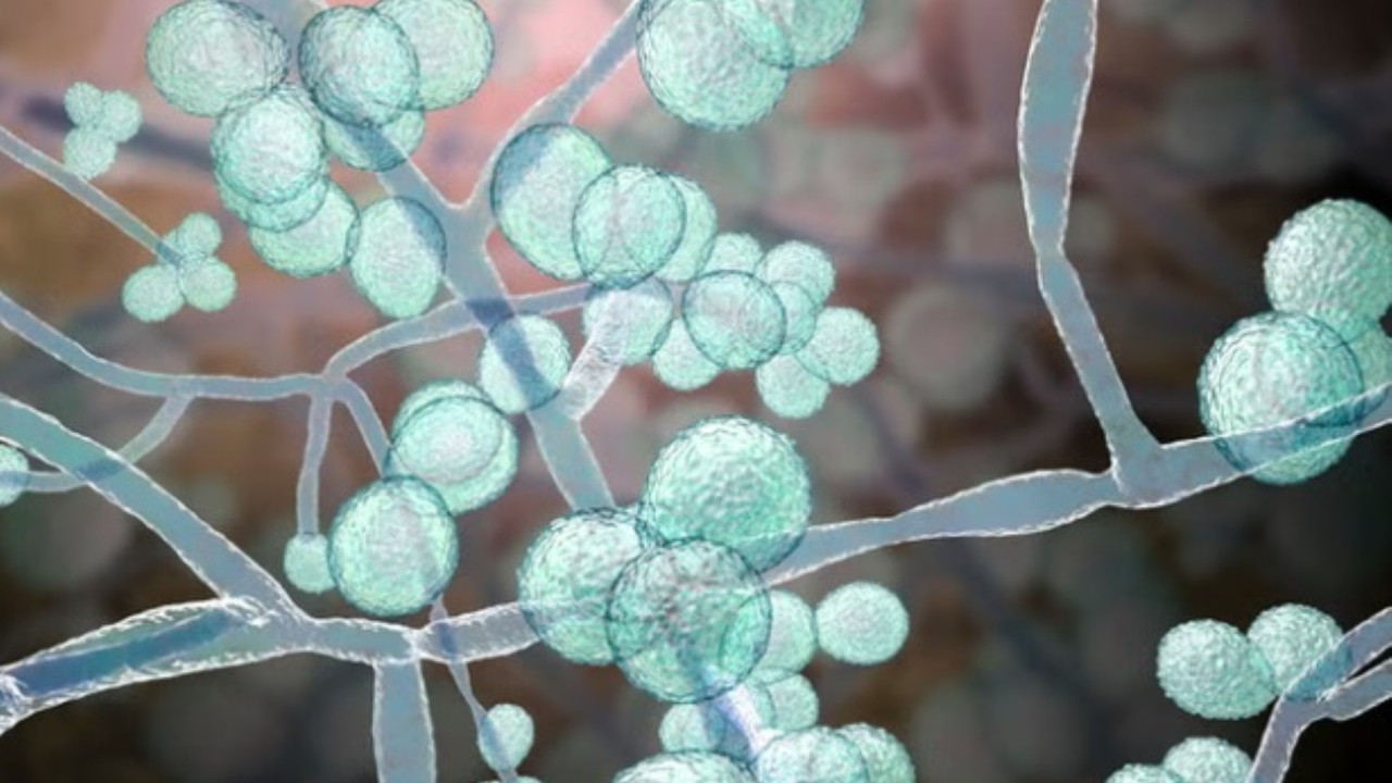 Korkutan uyarı: Ölümcül mantar hızla dünyaya yayılıyor