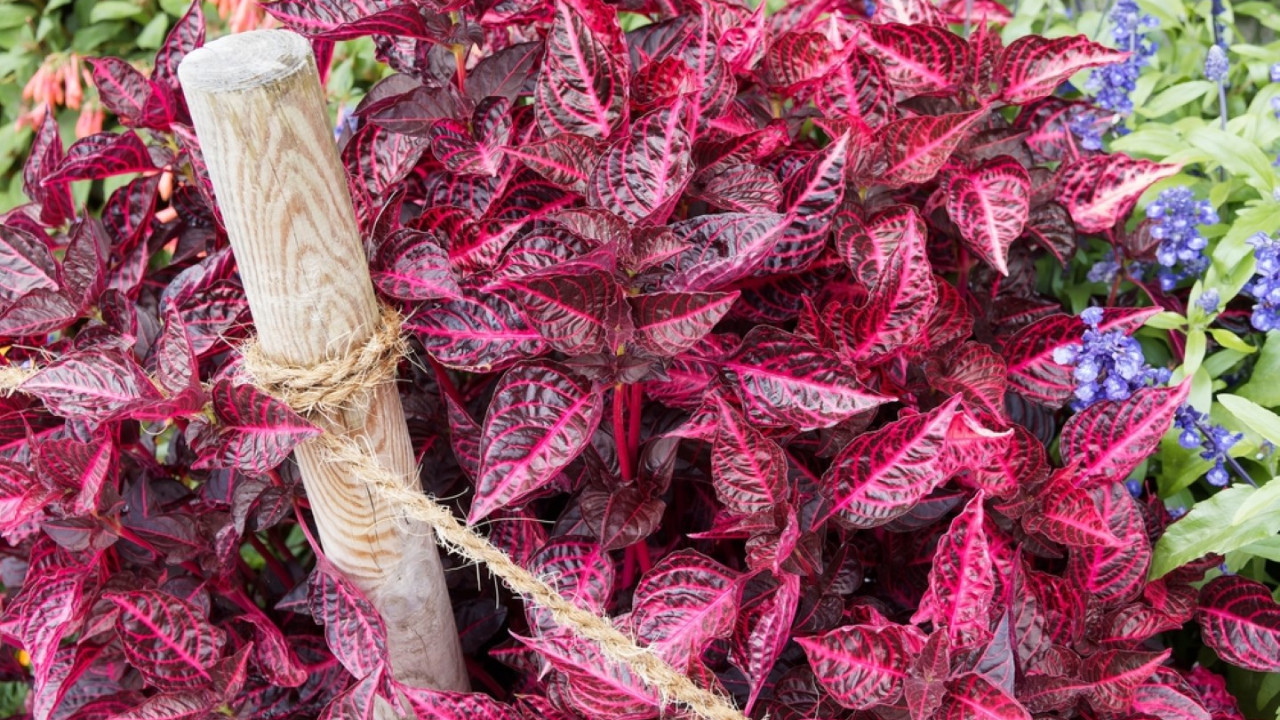 Yıllardır kullanılıyordu, etkisi ilk kez kanıtlandı
