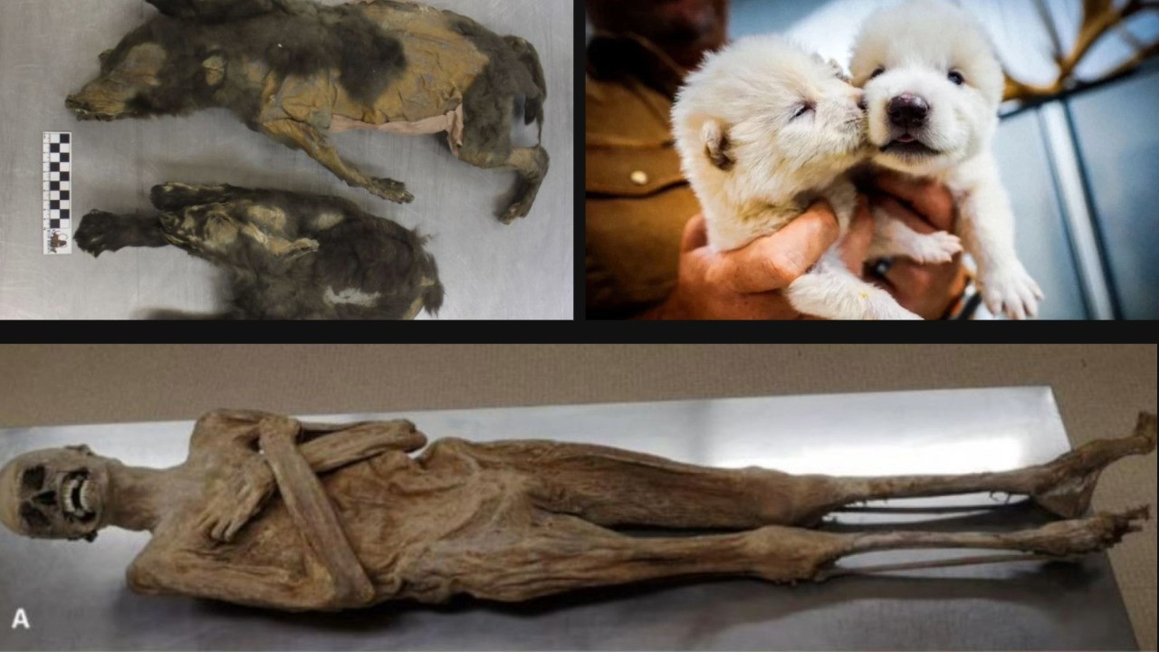 Gizemler bir bir çözüldü: 2025'te en çok konuşulan bilimsel keşifler