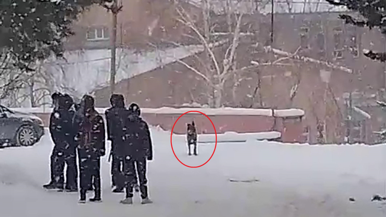 Lise bahçesine giren kurt köpeği öğrencilere saldırdı: Yaralılar var