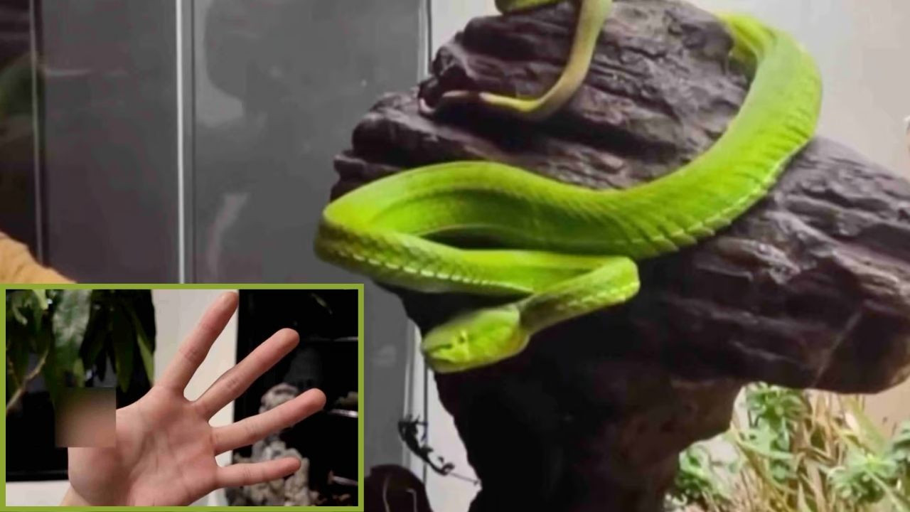 Zehirli 'evcil' yılanını elle besledi, parmağını kaybetti