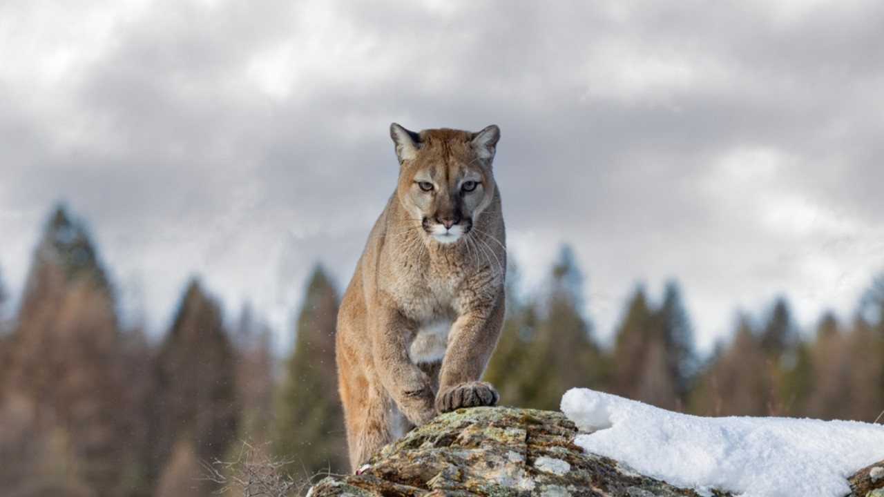 Dağda yürürken aslan saldırısında öldü