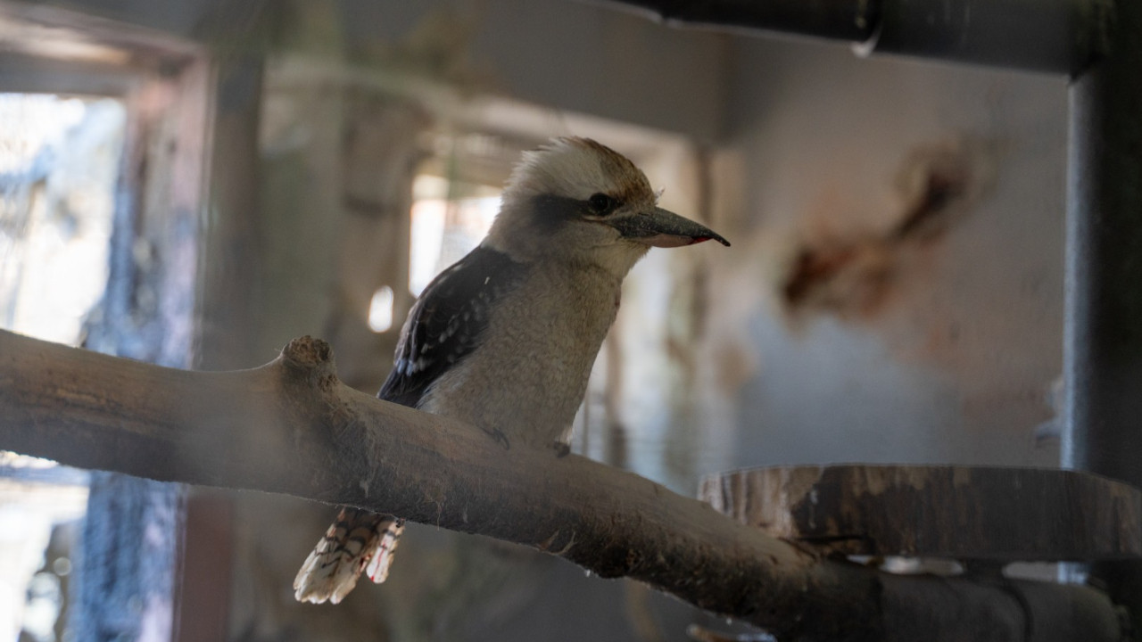 Hayvanat bahçesine bomba yağdı