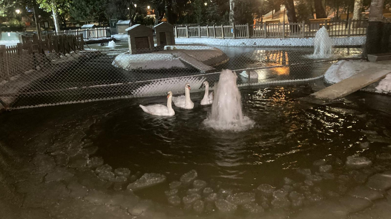 Sıcaklık eksi 11'e düştü: Kuğulu Park dondu