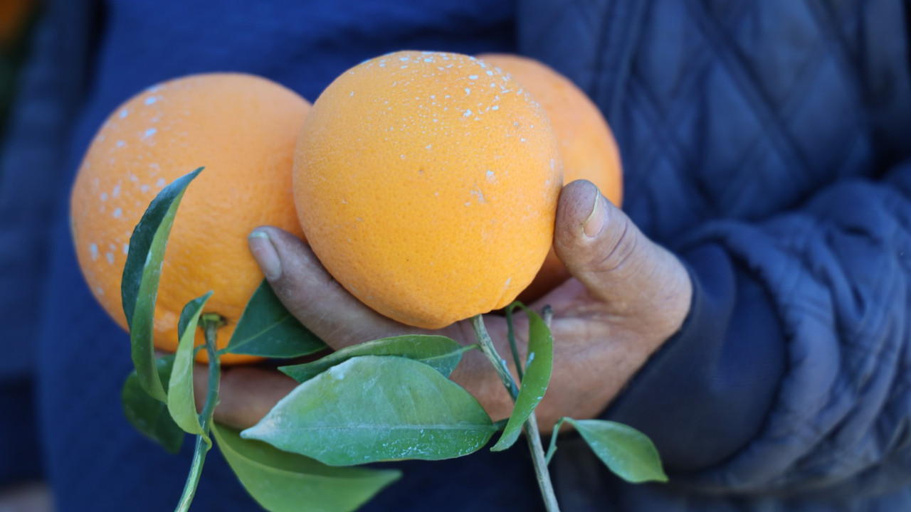 Soğuk havaya rağmen hasat sürüyor: Dalında 10 lira