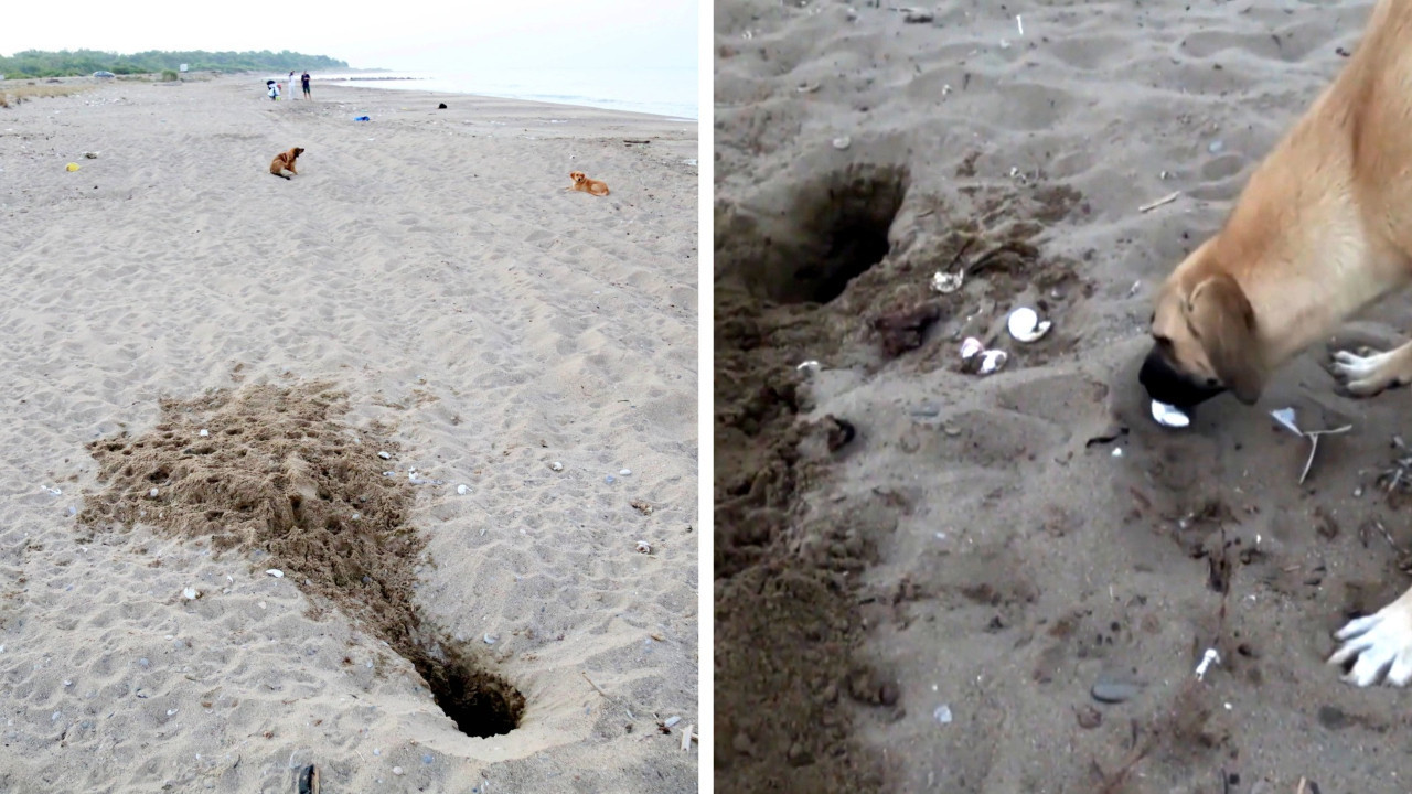 Tatilcilerin terk ettiği köpekler carettaları yok ediyor