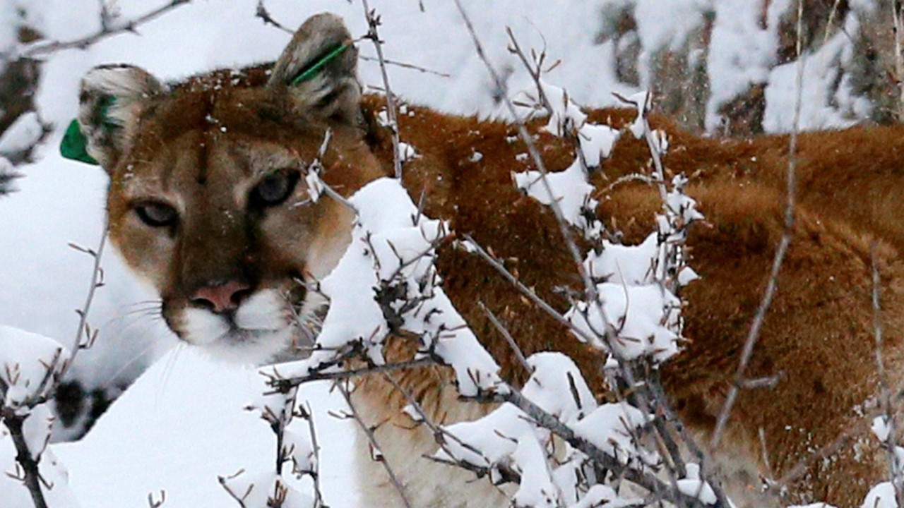 Yürüyüş yaparken puma tarafından öldürüldü