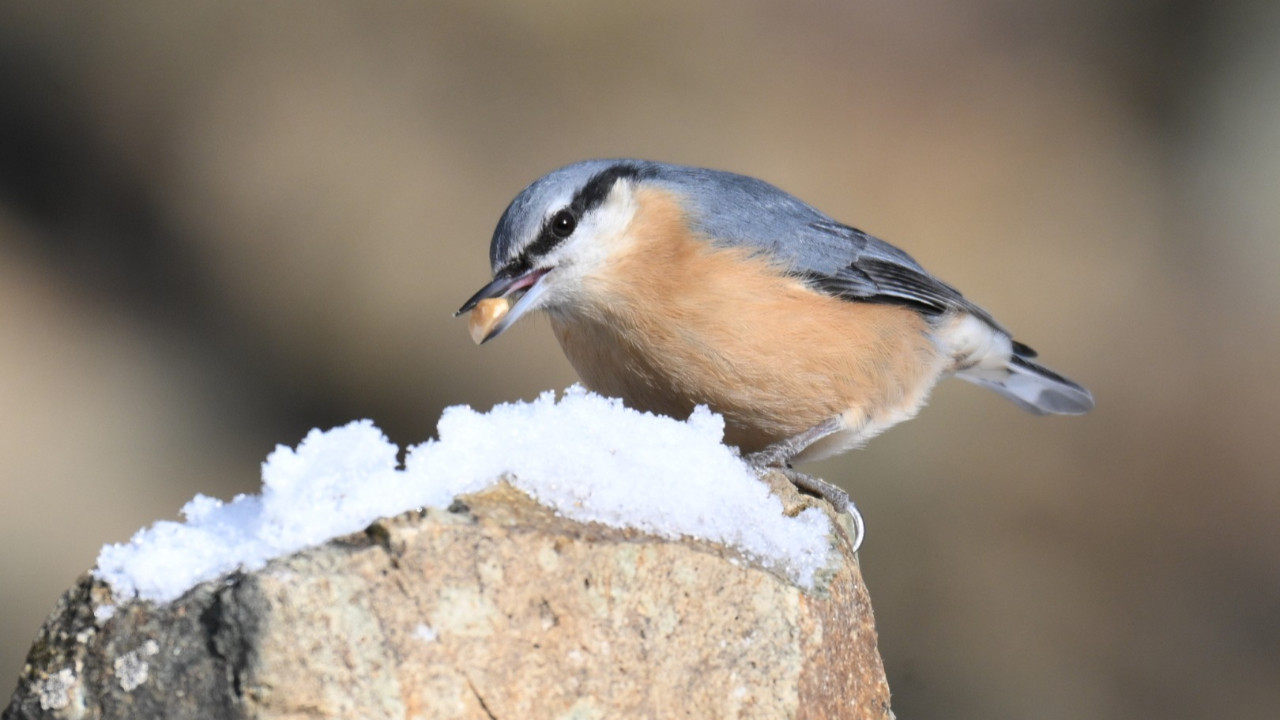 Beyaz örtüde hayat