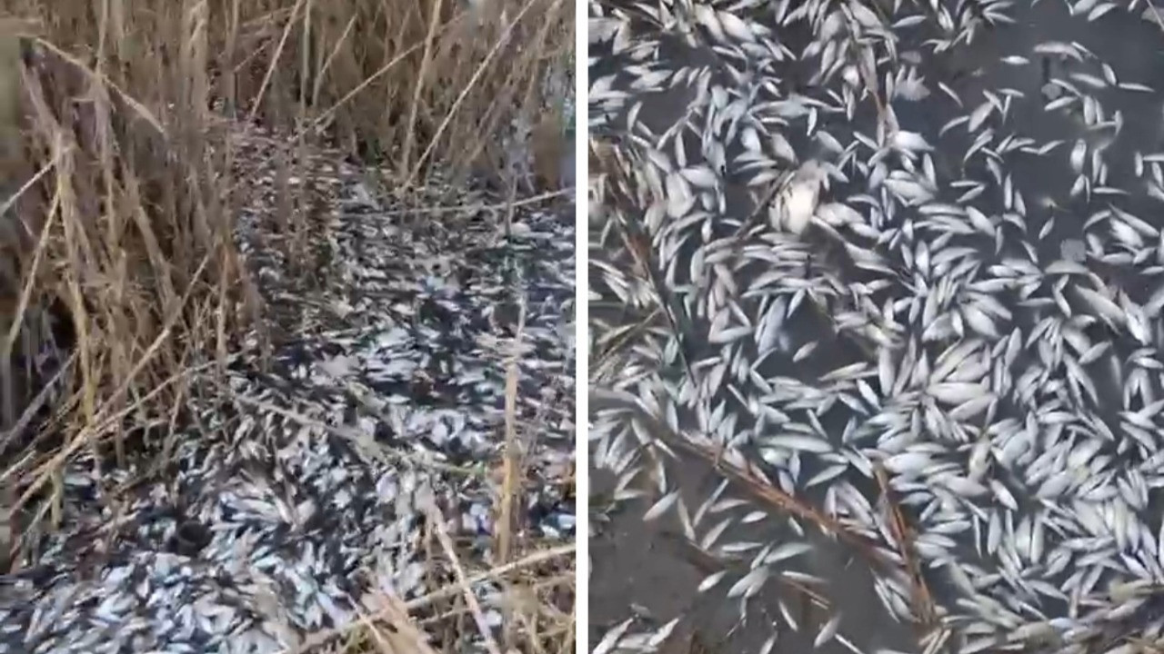 Ulubat Deresi'nde korkutan görüntü