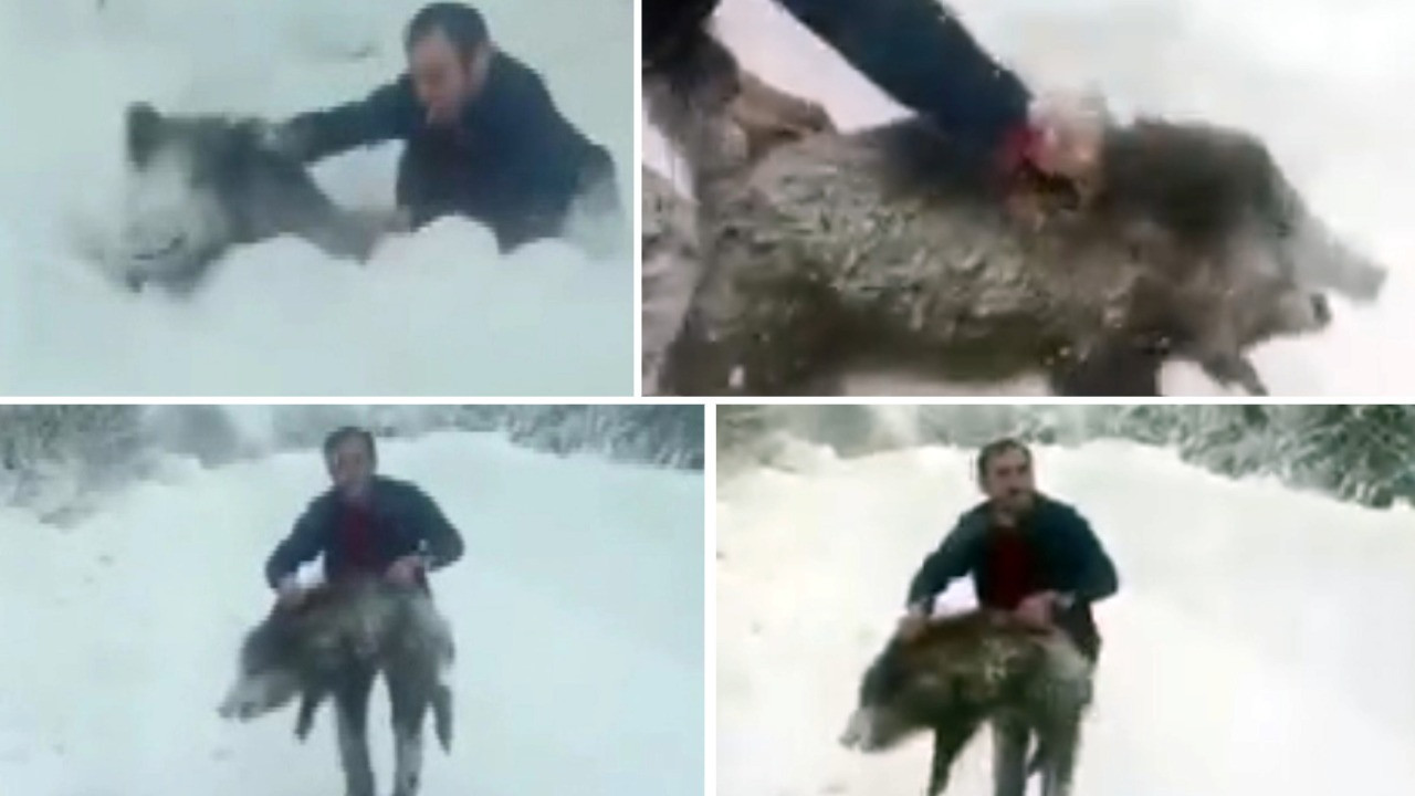 Ağzındaki sigarayı bile düşmeden çıplak elle yaban domuzu yakaladı