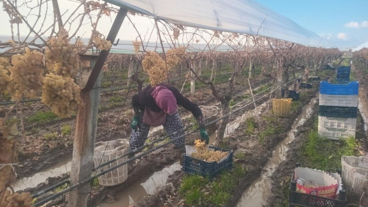 Eksi 7 derecede son hasat: Kral sofralarını süslüyor