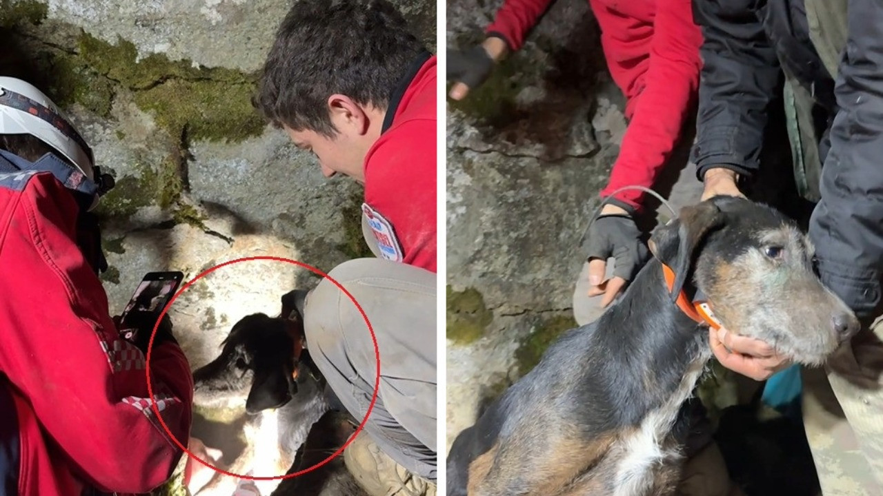 Çakal yuvasına düşen köpekler 7 saatte kurtarıldı