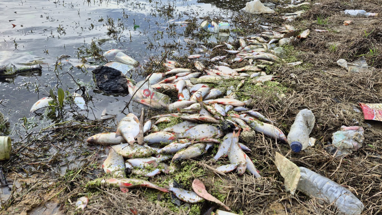 Göleti yosunlar bastı, balıklar öldü