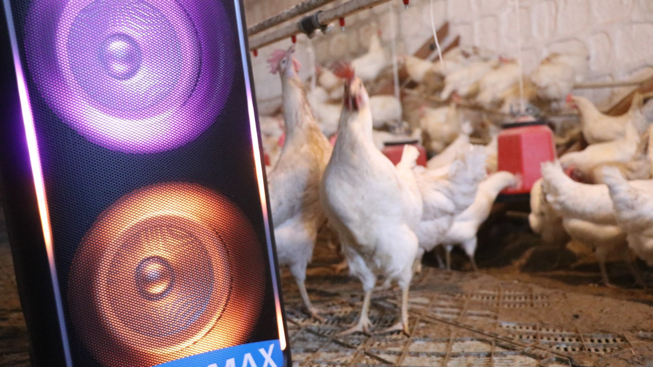 Türk sanat müziği dinleyen tavuklarda verim arttı