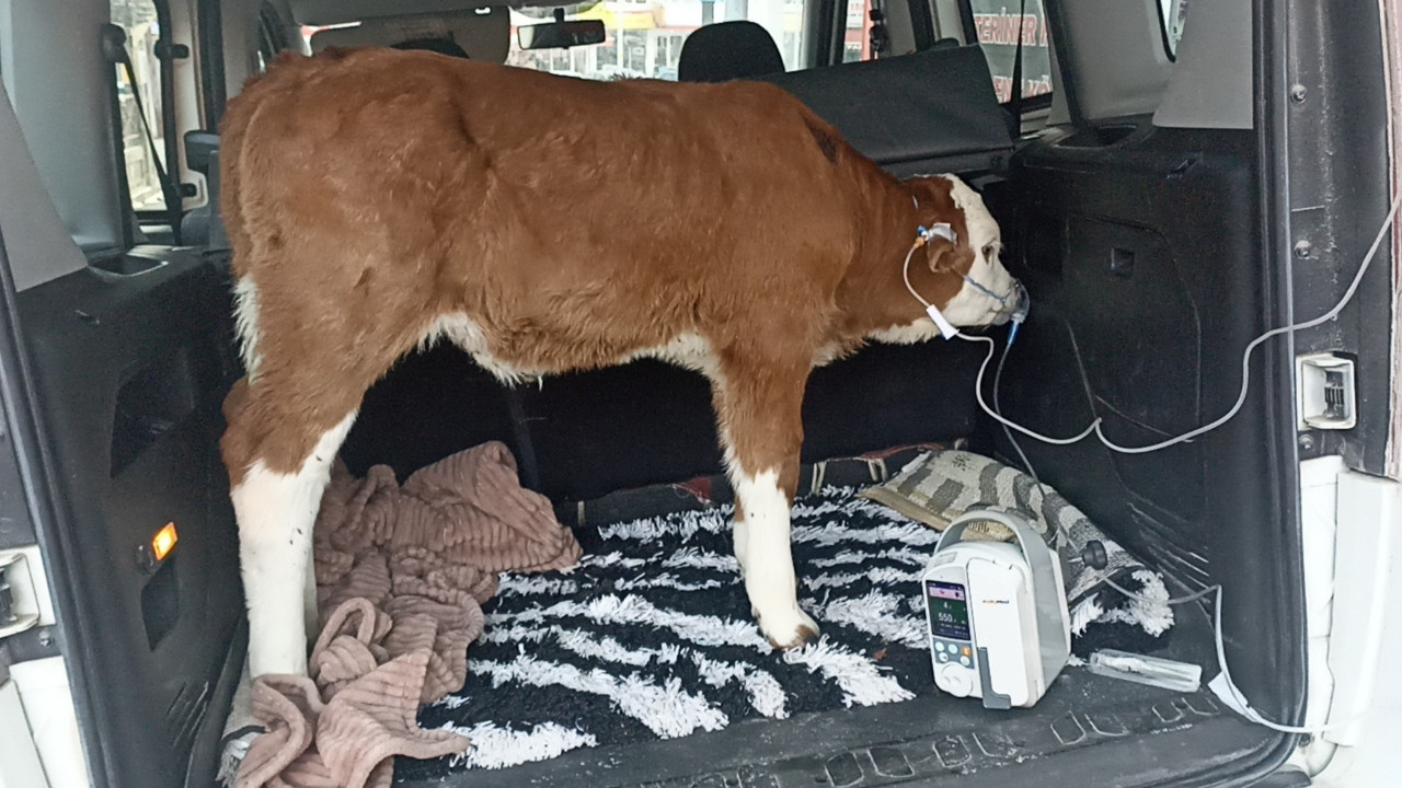 6 günlük buzağı zehirlendi: Acil müdahaleyle iyileşti