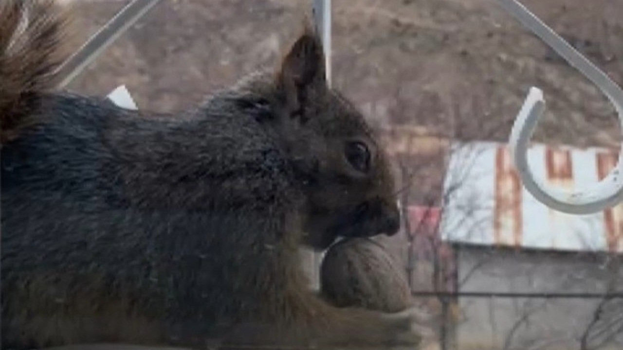 Aç kalan sincaplar evlere misafir oluyor