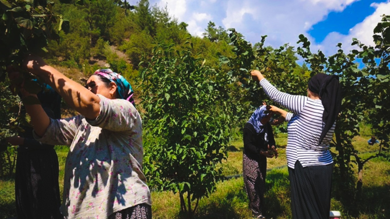 Alarma geçmişlerdi, zararın boyutu belli oldu: 100 bin ton