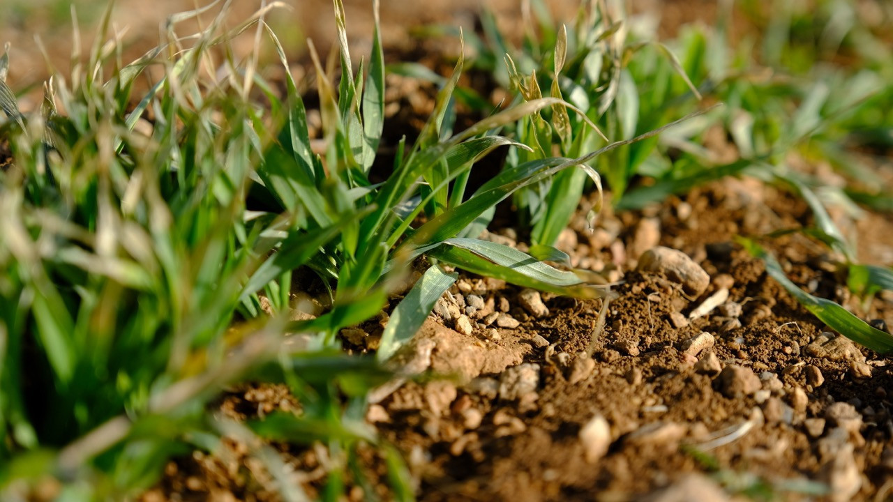 Türkiye'nin tahıl ambarında çiftçiyi umutlandıran yağış