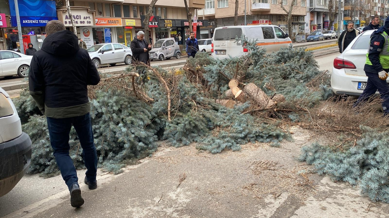Eskişehir'de kuvvetli rüzgar ağaçları devirdi