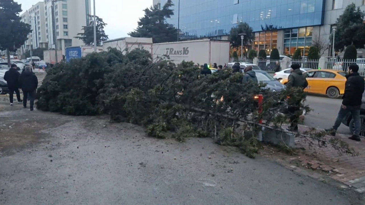 İstanbul'da şiddetli rüzgar nedeniyle ağaç devrildi: 1 kişi altında kaldı
