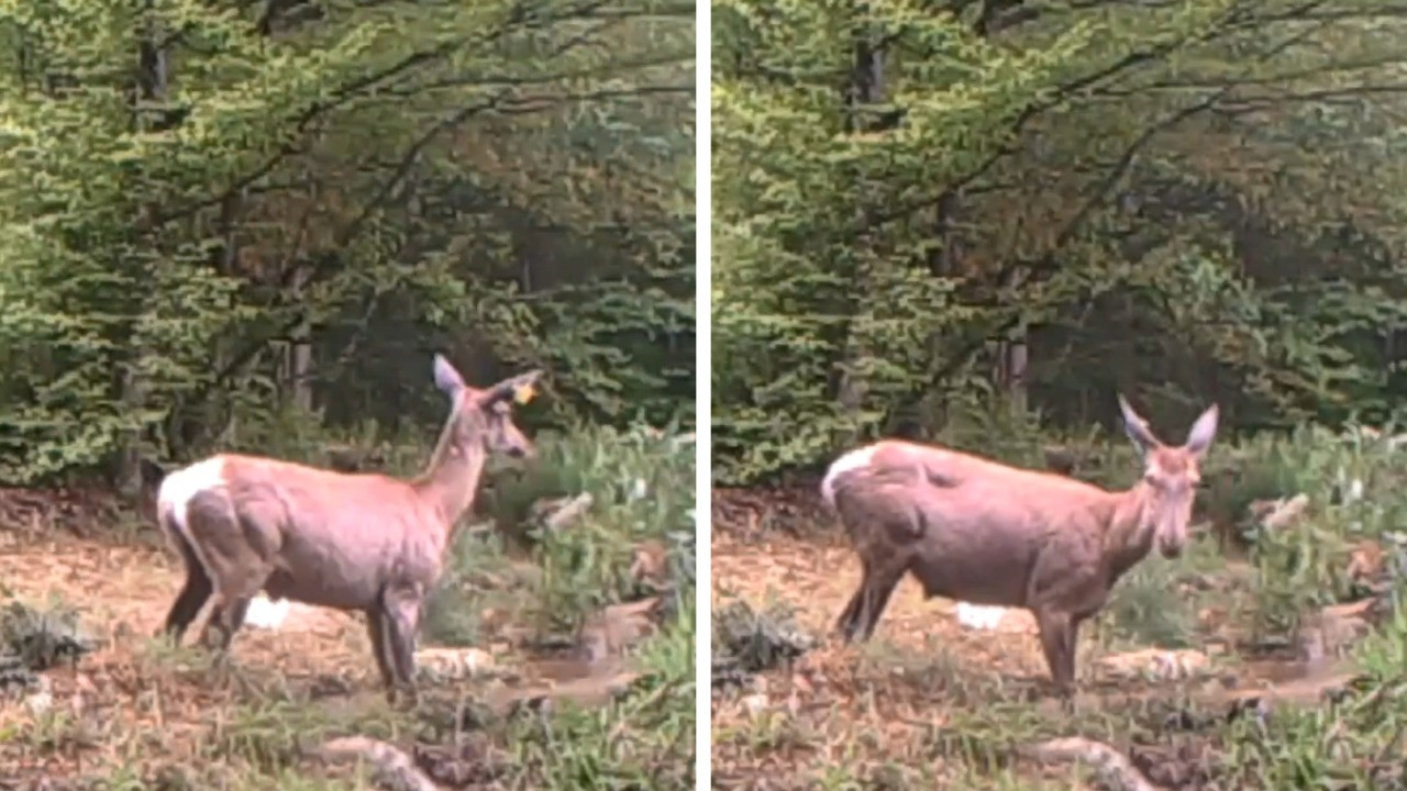 Kocaeli'de serinlemek isteyen geyik fotokapana yakalandı