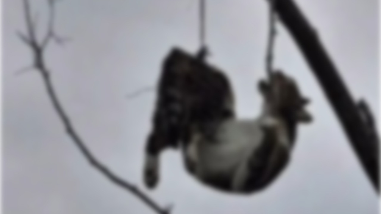 Samsun'da vahşet: Kediyi ağaca asmışlar